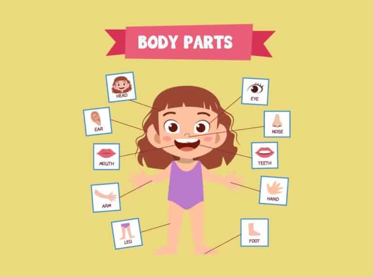 Lernbox: Parts of my body