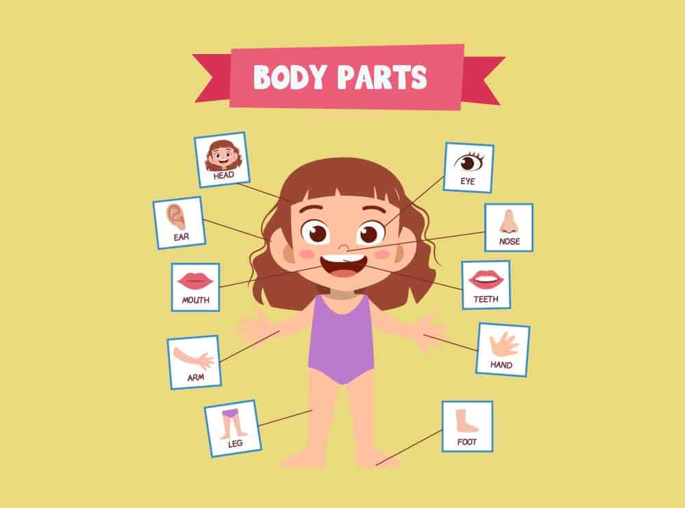 Lernbox: Parts of my body 7