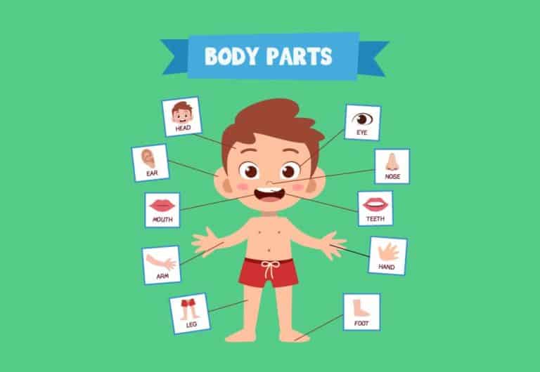 Find Words: Body Parts