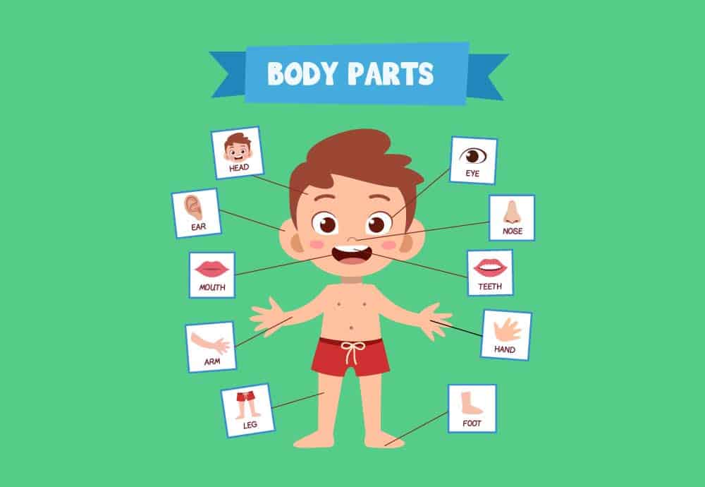 Find Words: Body Parts 4